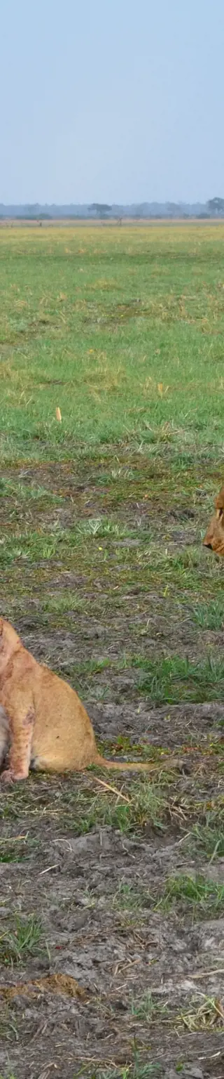 Campiere mit Löwengebrüll in der Savuti Region